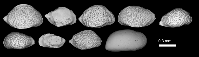 Scanning Electron Microscopy image of typical deep-sea (bathyal) ostracod species from the study sites.